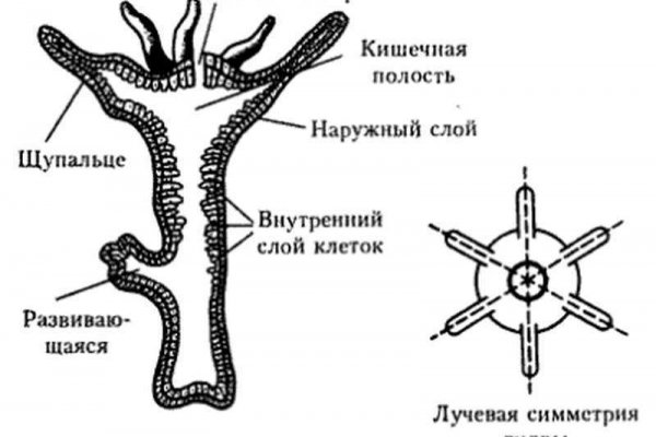 Кракен наркоторговля